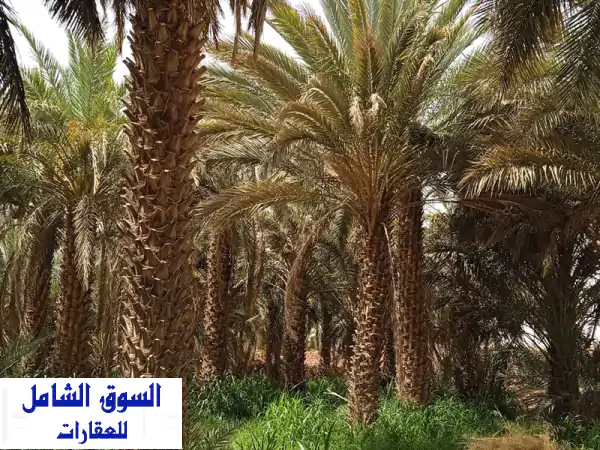 بستان حديقة نخيل