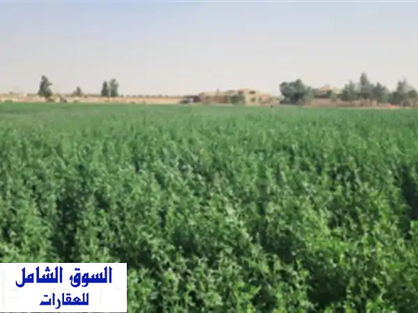 Vente Terrain Biskra Oumache