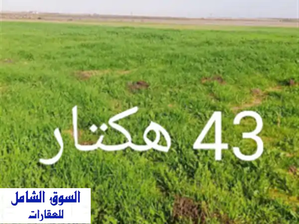 Vente Terrain Agricole Djelfa El khemis