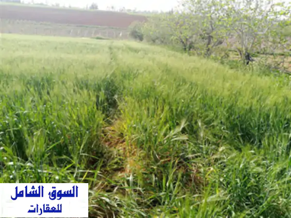 Vente Terrain Agricole Tipaza Hadjout