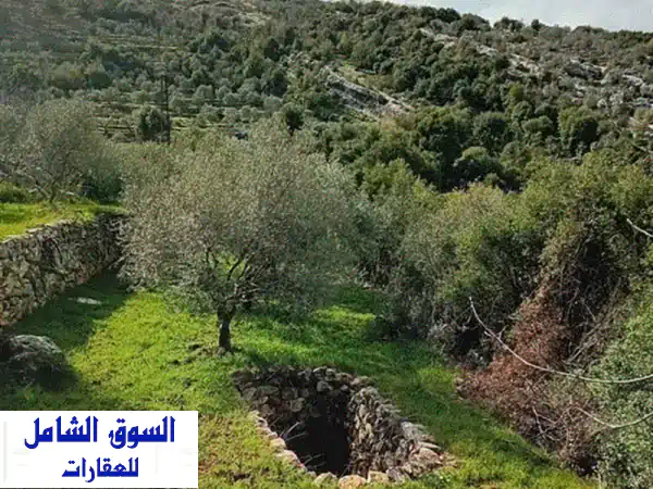 789 m Land with olive and ready base house