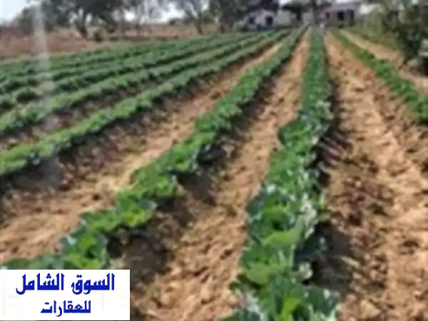 Vente Terrain Agricole Oum El Bouaghi Oum el bouaghi