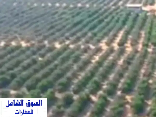 مزرعة 145 فدان بطريق الاسكندرية الصحراوي مزروعه...