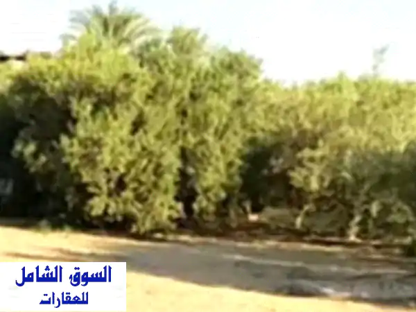 مزرعة 40 فدان للبيع: استثمار زراعي منتج بالكيلو 77...