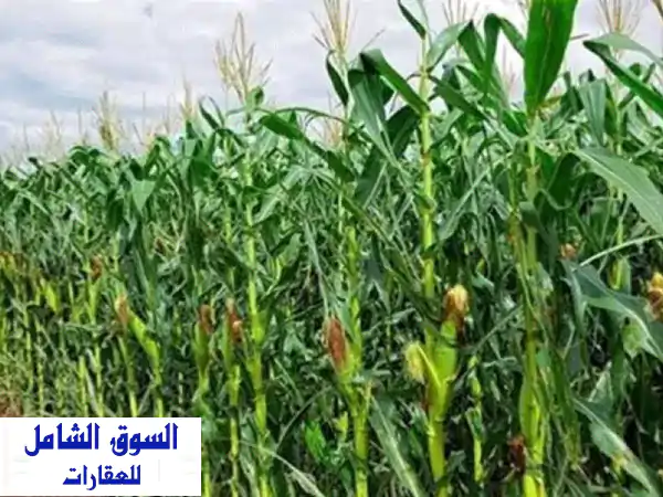 فرصة استثمارية: مزرعة 2.5 فدان للبيع بالكيلو 75...