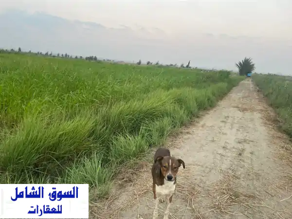 فرصة استثمارية ذهبية: مزرعة 20.5 فدان للبيع بالسويس (كبريت البحارة - جنيفة) | مانجو، نخيل، ومشاريع دواجن ومواشي وأسماك على البحيرات المرة | عقد أخضر | استثمار مضمون!