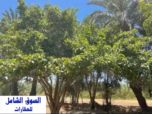 فرصة استثمارية ذهبية: مزرعة 20.5 فدان للبيع...