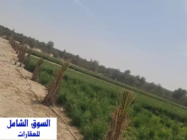 مزرعة أحلامك في الظفرة: 150 نخلة، ماء عذب، منزل...