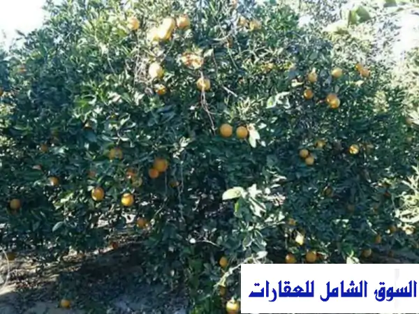 فرصة ذهبية! أرض زراعية للإيجار - 50 فدانًا خصبة...