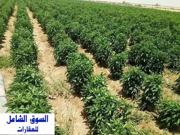 فرصة استثمارية ذهبية! 10 أفدنة زراعية خصبة للبيع...