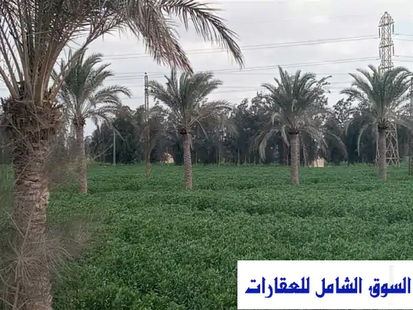 فرصة ذهبية! 2 فدان أرض زراعية خصبة بالفيوم - تقسيط متاح!