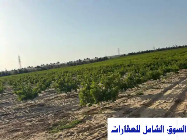 فرصة ذهبية! 2 فدان أرض زراعية خصبة بالفيوم - تقسيط متاح!