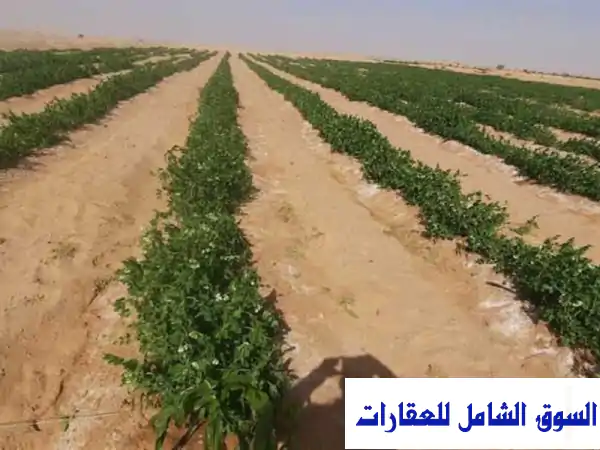 أرض زراعية في محافظة الوادي الجديد.مساحة 11 فدان...