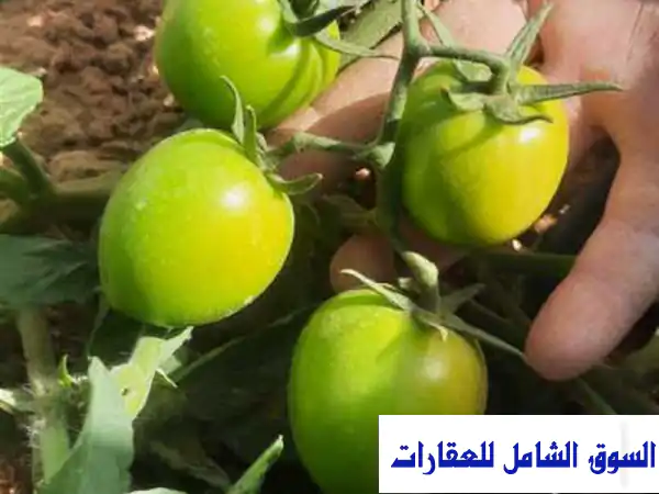 أرض زراعية في محافظة الوادي الجديد.مساحة 11 فدان للبيع باريس الجديد