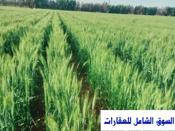 أراضي زراعية للإيجار في أبو قرقاص - فرصة استثمارية مميزة!