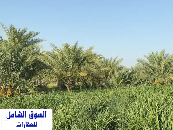 مزرعة للبيع في رأس الخيمة: شوكة | طبيعة خلابة، استثمار واعدة وهدوء مطلق