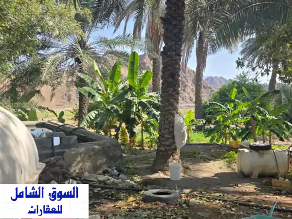 مزرعة أحلامك للبيع في الفجيرة البليدة: 200 ألف قدم بمياه عذبة وجبال ساحرة! استثمار وملاذ.