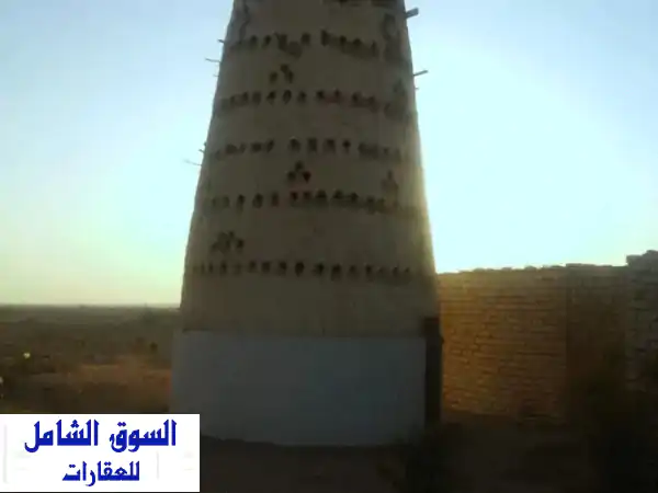 مزرعة 15 فدان مانجو عمر 10 سنوات عبارة عن 5 فدان مانجو سكرى و10 فدان مانجو كيت، مرحلة أولى للبيع في ...