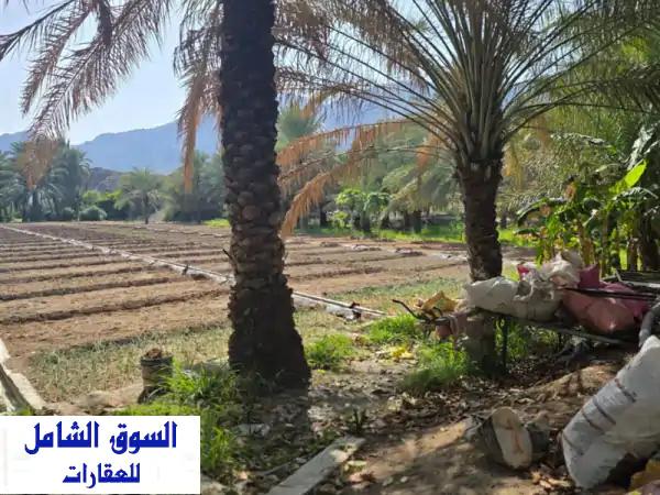 مزرعة أحلامك للبيع في الفجيرة البليدة: 200 ألف قدم...