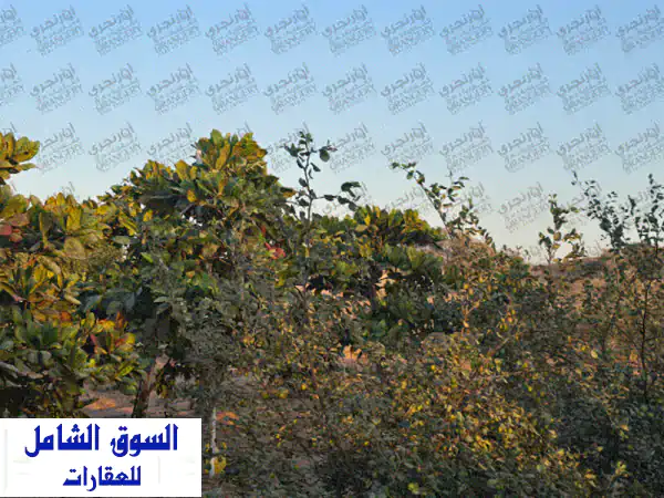 مزرعة فاخرة جاهزة للبيع بأم القيوين | فلج المعلا...