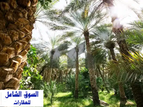 مزرعة استثمارية فاخرة للبيع بالوثبة، النهضة الجديدة | 500x500 قدم على شارع رئيسي مباشر