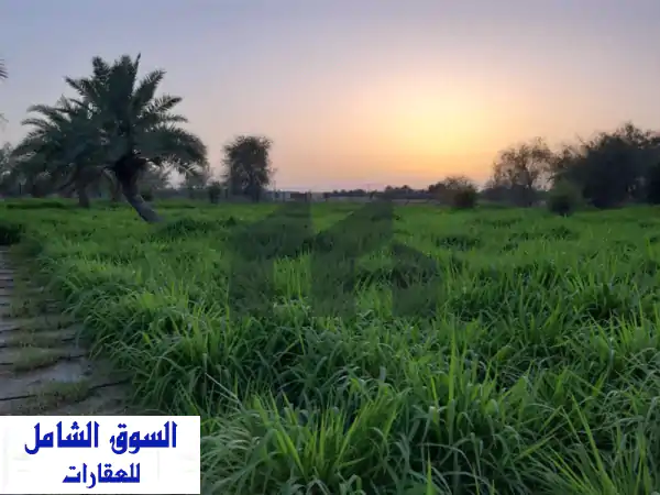 مزرعة استثمارية فاخرة للبيع بالوثبة، النهضة الجديدة...