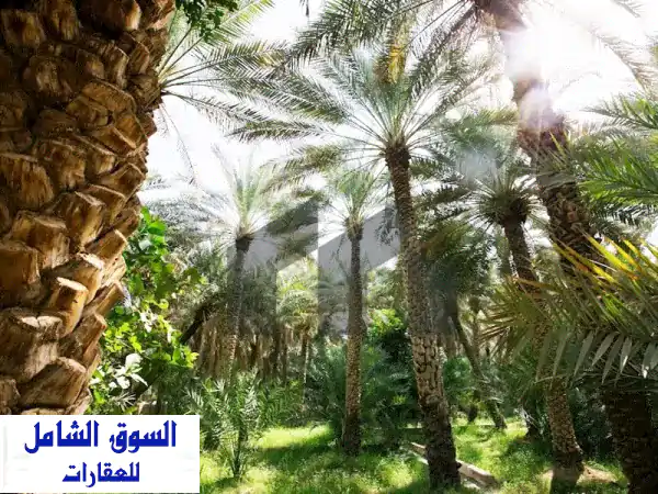 مزرعة أحلامك في رماح العين: استثمار زراعي ذهبي بـ 500 نخلة وآبار مياه!