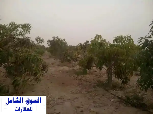 مزرعة خمسة فدان مانجو عمر 4 سنوات مرحلة أولى للبيع...