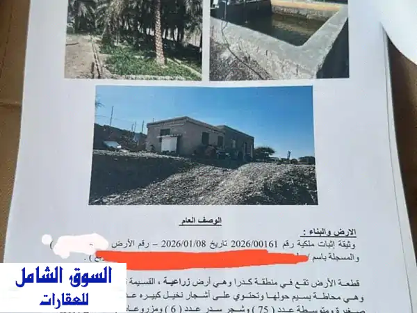 متاح للبيع مزارعه بمنطقة كدرا (رأس الخيمة) بها...