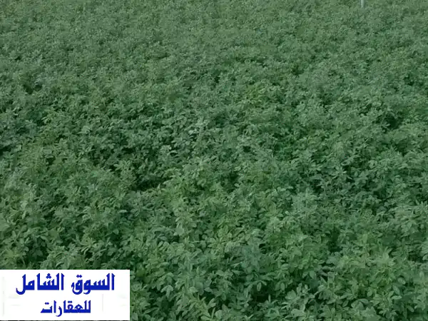 فرصة استثمارية لا تعوض: مزرعة 20 فدان عقد أزرق...
