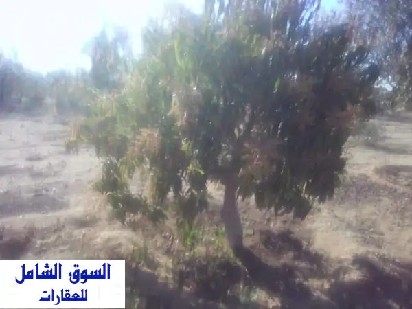 للبيع خمسة فدان مانجو في السويس شندورة مرحلة أولى...