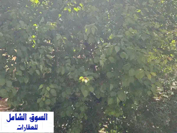 شقة الأحلام للإيجار بضاحية الرشيد: أرضية 220م، حديقة خاصة 350م، سوبر ديلوكس ومجددة بالكامل!