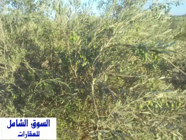 مزرعة أحلامك للبيع: 5 فدان زيتون مثمر بالسويس (شندورة)...
