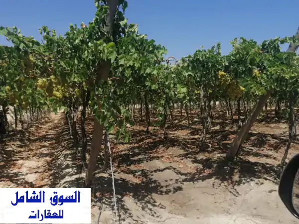فرصة ذهبية: 23 فدان مزرعة عنب فليم منتجة - ملك...