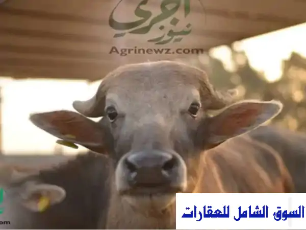 مزرعة 2200 متر لللبيع أو الإيجار مباني مواشي...