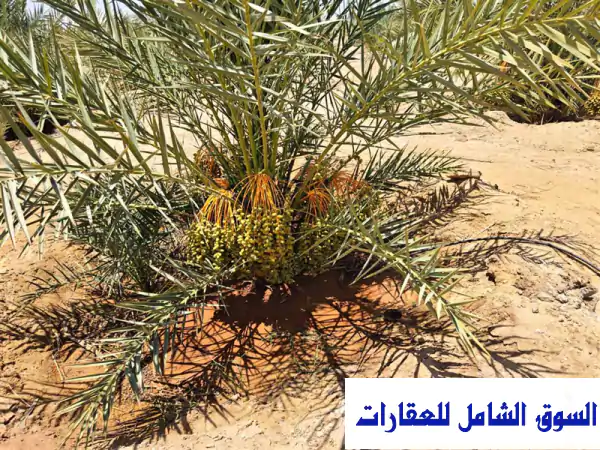 21 فدان مزروعة نخيل منتج بقرية منديشة الواحات البحرية...