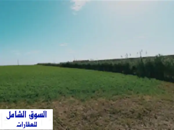 Vente Terrain Agricole Djelfa Djelfa