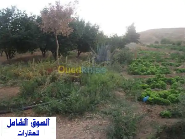 Vente Terrain Agricole Batna Tilatou