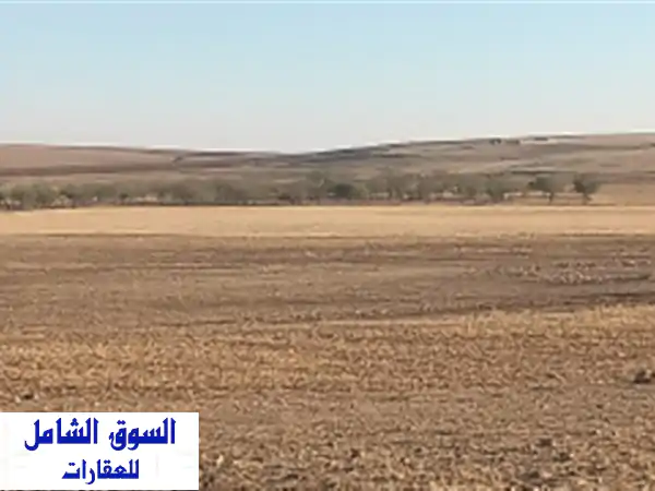 Location Terrain Agricole Tiaret Ain bouchekif