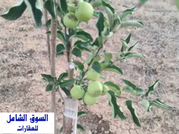 Vente Terrain Agricole Khenchela El hamma