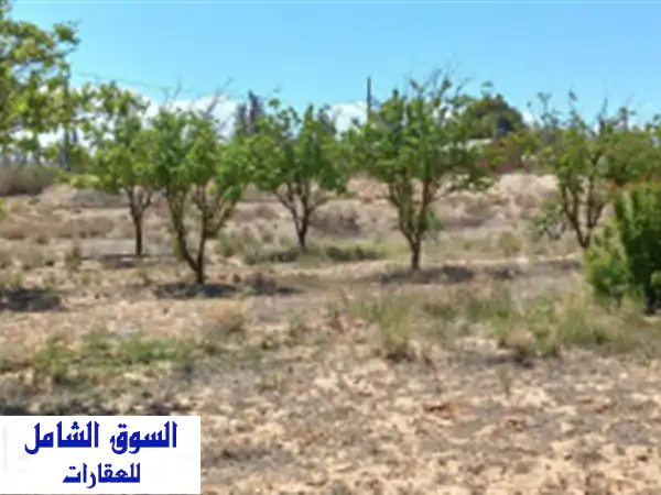 Vente Terrain Agricole Djelfa Djelfa