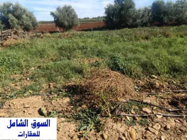 Vente Terrain Agricole Aïn Defla Khemis miliana