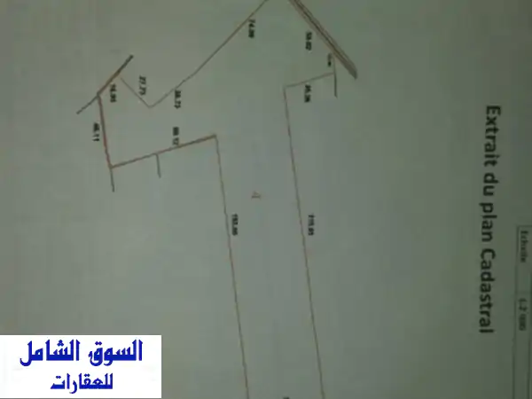 فرصة ذهبية! أرض فلاحية خصبة بـ عين تموشنت (2.3 هكتار)...