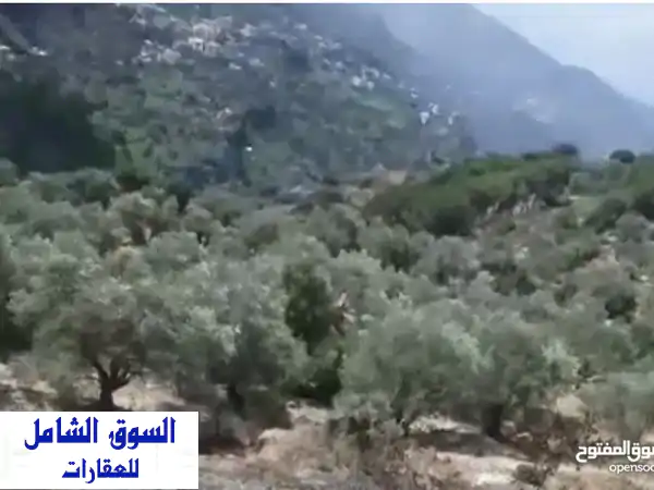 Olive Land For sale ,Deir el Qamar/كرم زيتون للبيع ديرالقمر