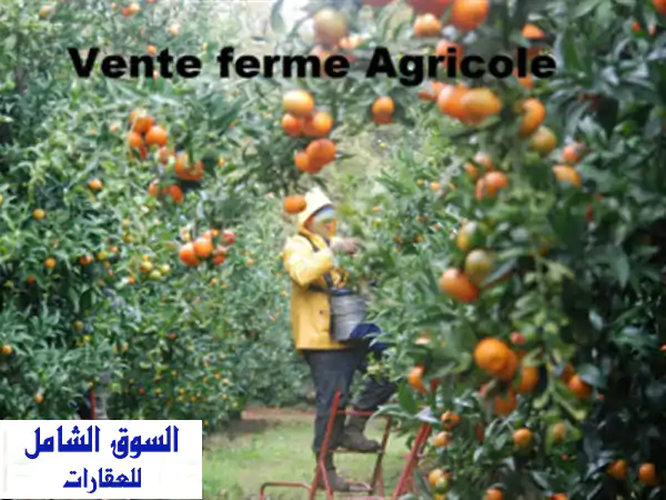 Vente Terrain Agricole El taref Asfour