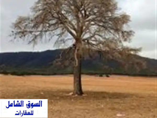 Location Terrain Agricole Sidi Bel Abbès Ain tindamine