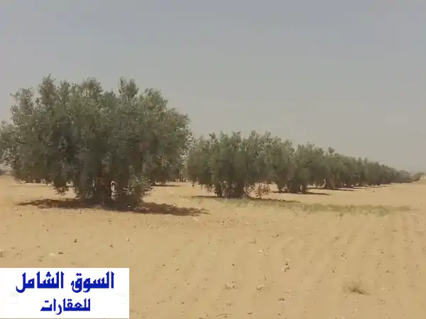 للبيع 8000 شجرة زيتون منتج المساحة 460 هكتار في تونس...