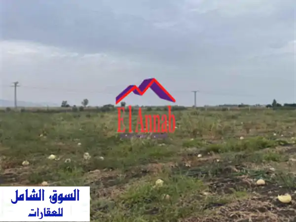 Vente Terrain Agricole El Tarf El taref