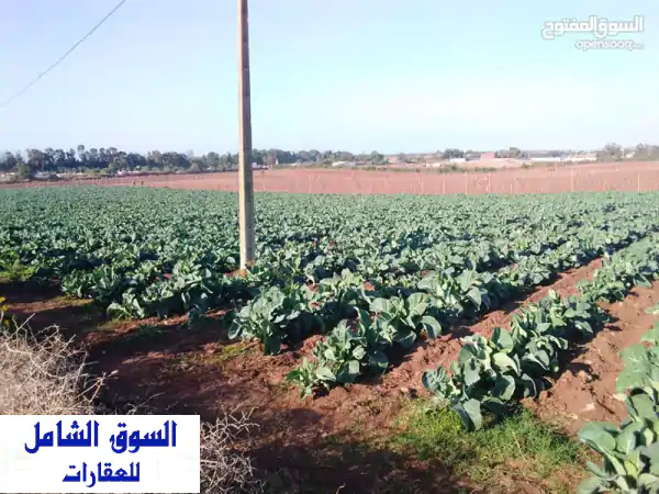 أرض فلاحية للبيع بمدينة الجديدة