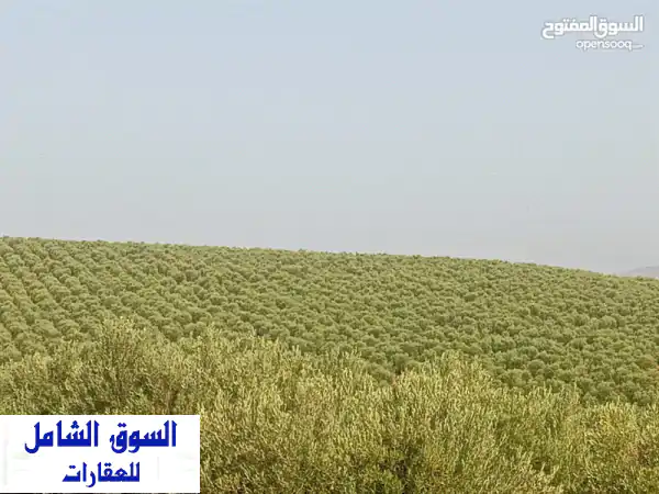 ضيعة زيتون للبيع (للكراء)